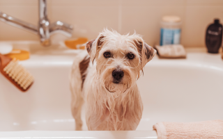 Lutter avec l'acné de votre chien : astuces et solutions 2026