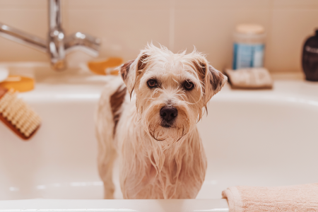 Lutter avec l'acné de votre chien : astuces et solutions 2026