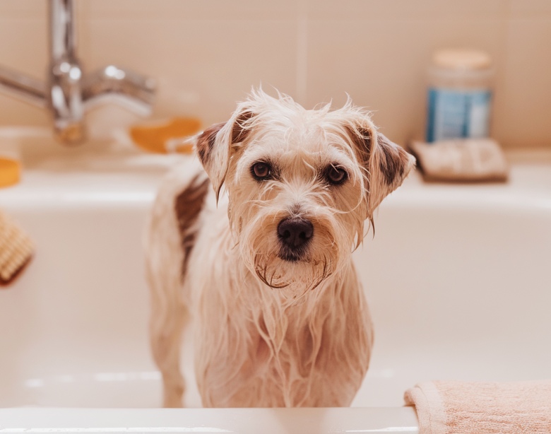 Lutter avec l'acné de votre chien : astuces et solutions 2026
