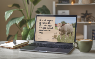 Devenir expert en calopsitte élevage : guide passionnant 2026