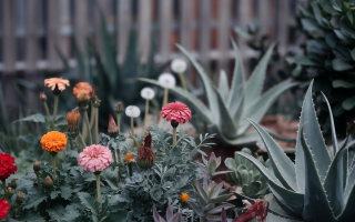 Détox surprenante : ces plantes qui chouchoutent vos reins