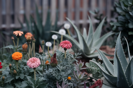 Détox surprenante : ces plantes qui chouchoutent vos reins